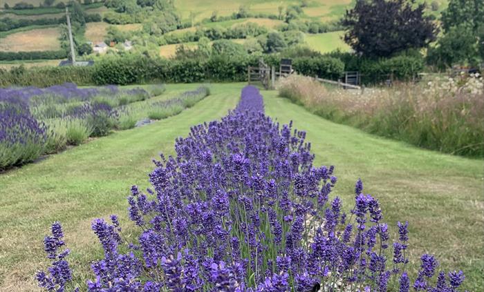 Lavender row in bloom
